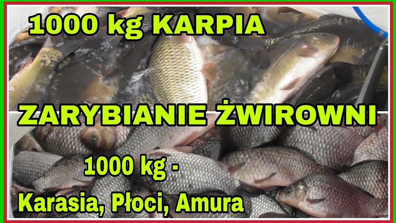 OGROMNE ZARYBIANIE 2000 KG - KARP, AMUR, KARAŚ, PŁOĆ, OKOŃ