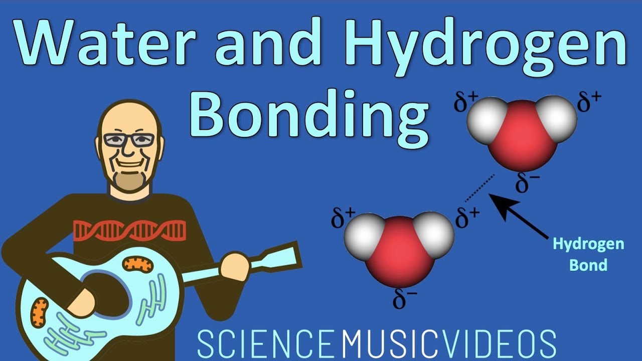 Water and Hydrogen Bonding