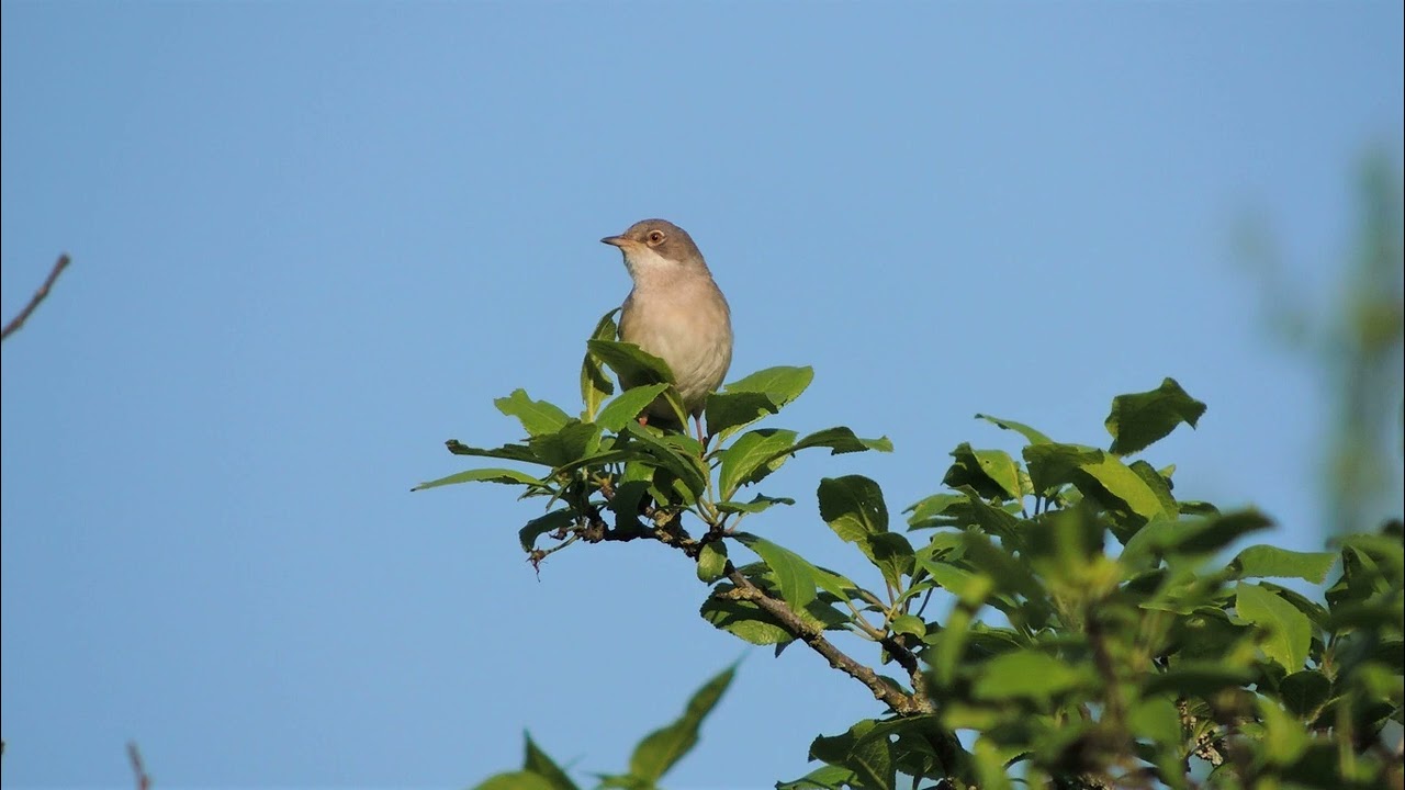 Песня серой славки \ Song of Common Whitethroat