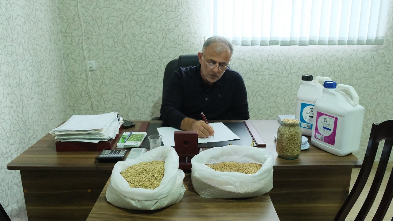 TAXIL TOXUMUNUN DƏRMANLANMASI