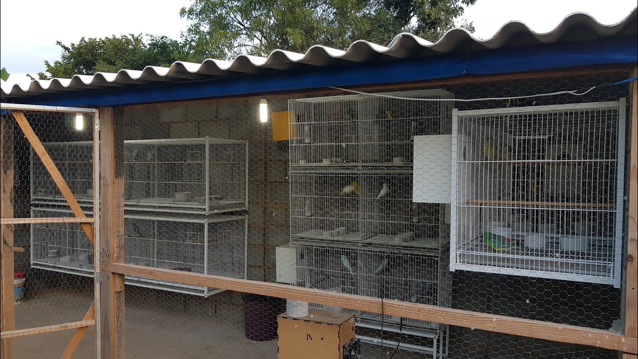 VIVEIRO GRANDE - Novidades no criadouro de aves de exóticas