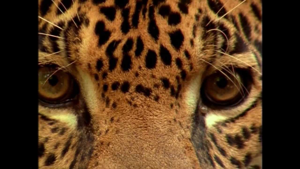 TRAILS AND WAYS - Taj Mahal (Jorge Ben Cover)