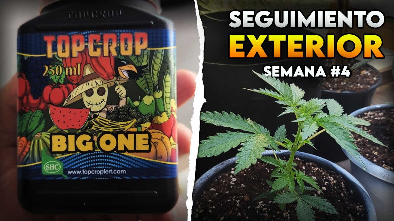 Seguimiento de autoflorecientes en exterior | Semana 4 &ndash; Fertilizantes Top Crop y prevenir plagas