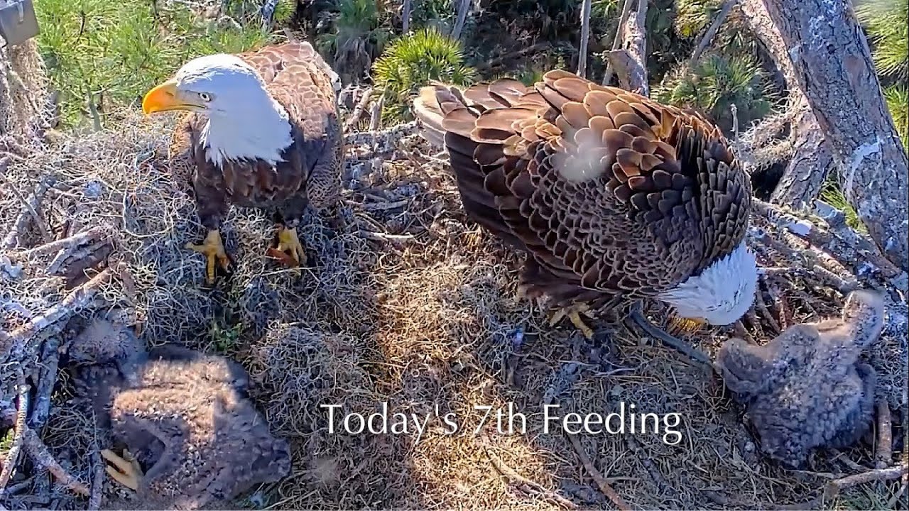 #218🦅NE32🐥23° & NE33🐥21°／NEFL 2025-2026／Gabby💗Beau／by American Eagle Foundation