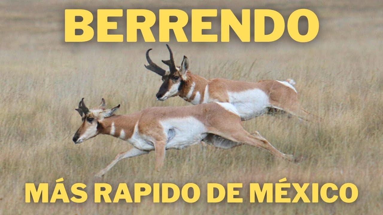 El Animal m&aacute;s R&aacute;pido de M&eacute;xico | El Berrendo de Baja California