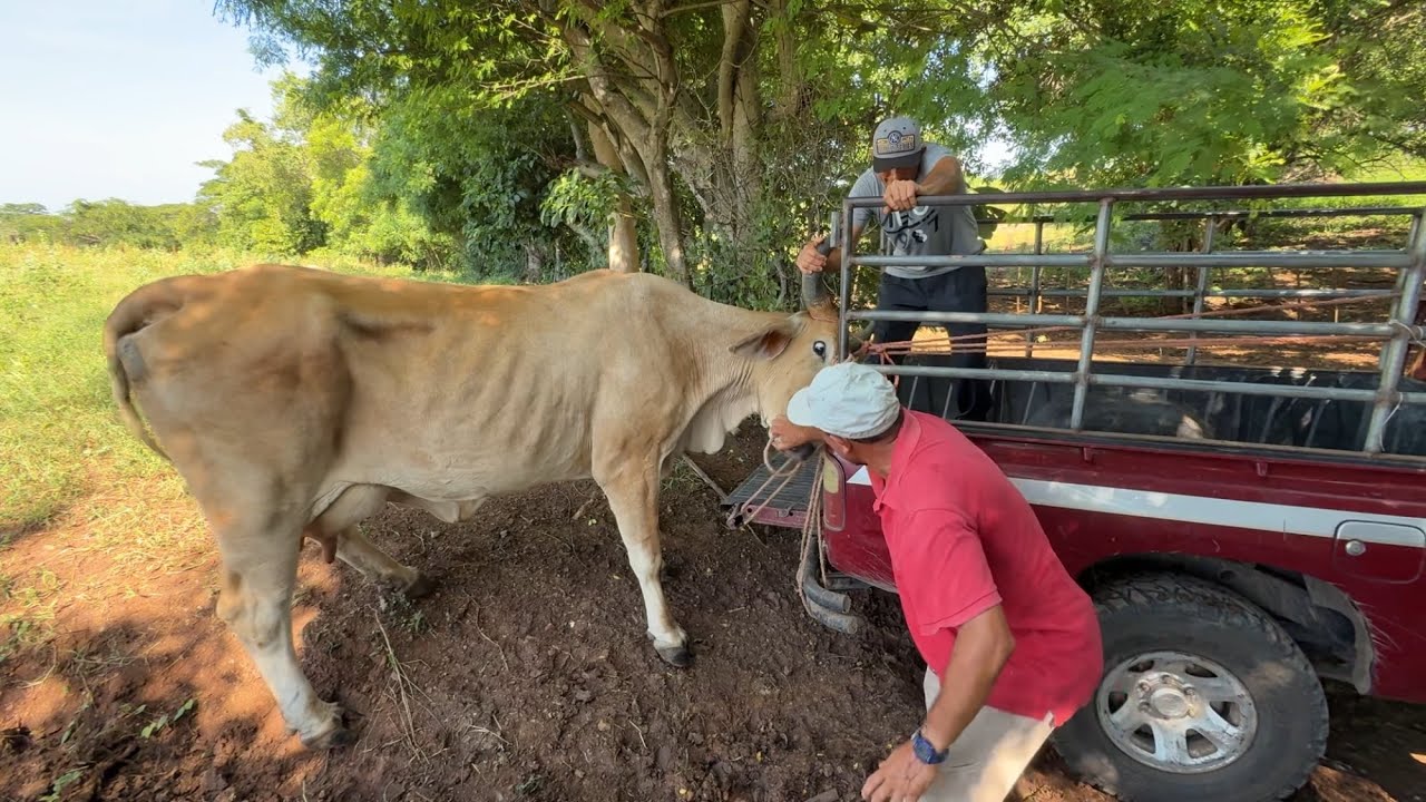 Cargando la vaca recién parida con su ternera 