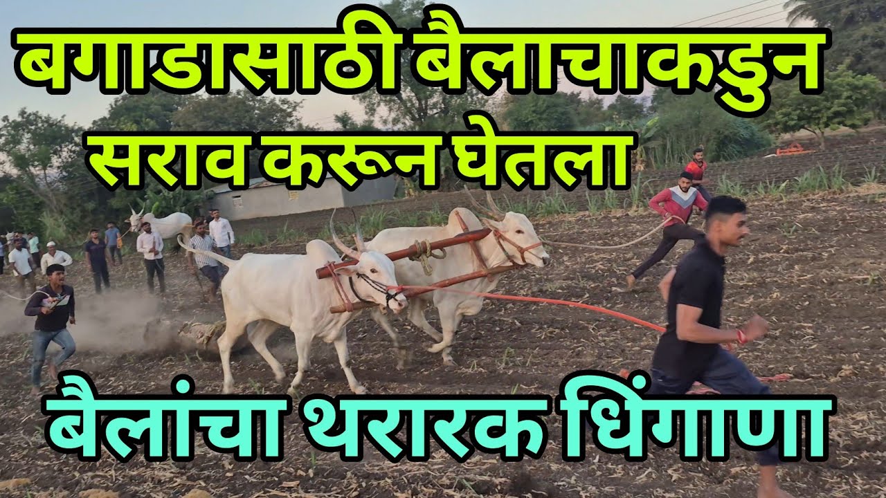 बगाडासाठी बैलाचाकडुन सराव करून घेतला #bailgada #bailgadasharyat 