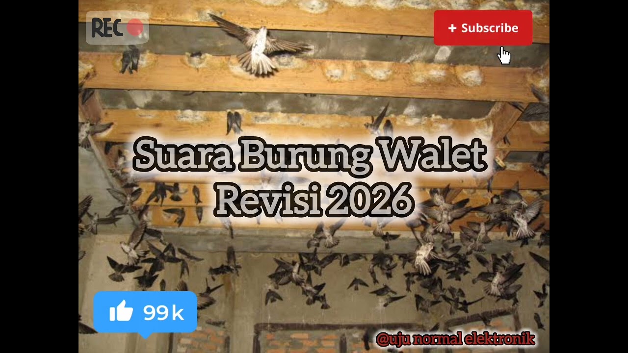 Suara Burung Walet ‼️ Revisi 2026