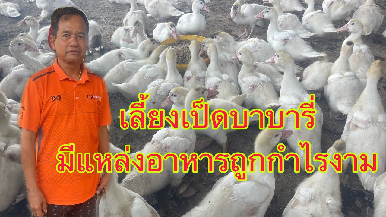 เลี้ยงเป็ดบาบารี่มีแหล่งอาหารถูกกำไรงาม