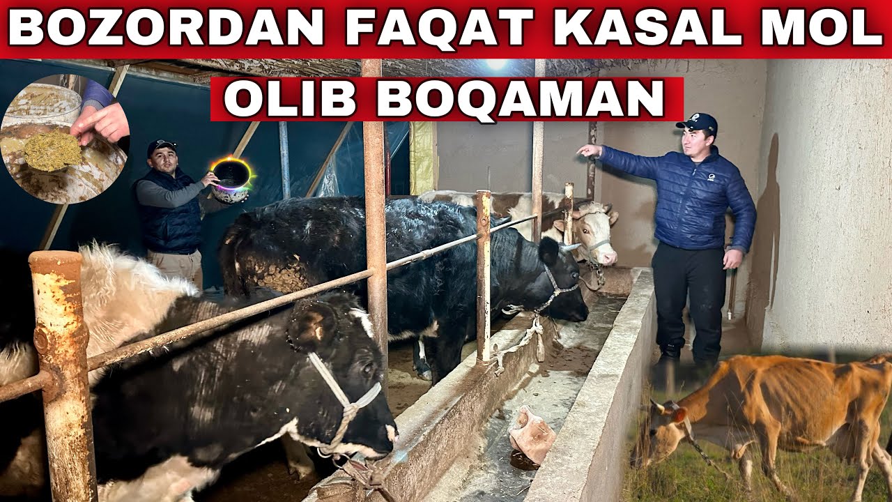 Bozordan Qanday Mol Olish Kerak Va Molni Tog’ri Boqish va Semirtirish Sirlari #2024 #molboqish
