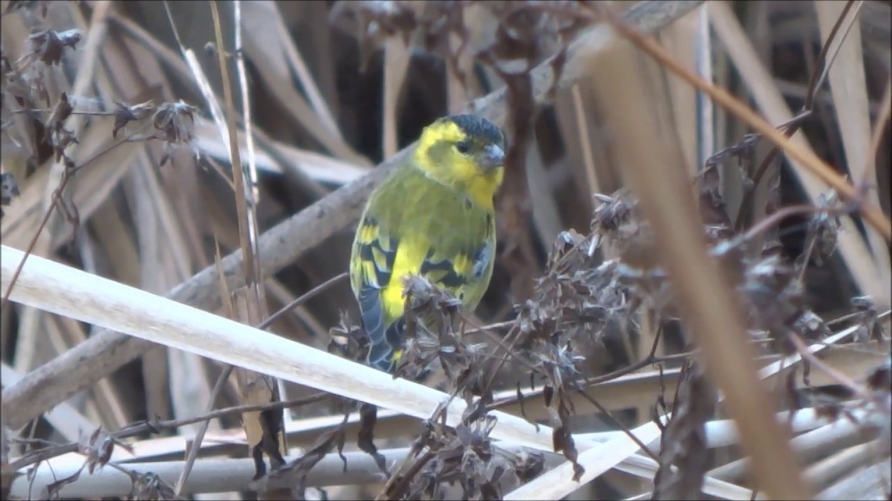 Scatiu - Carduelis spinus