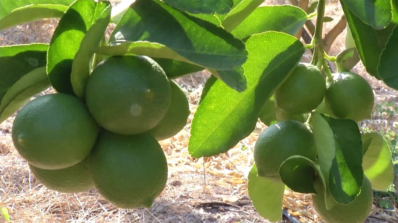 Hechos del Agro - Cultivo de limón pérsico