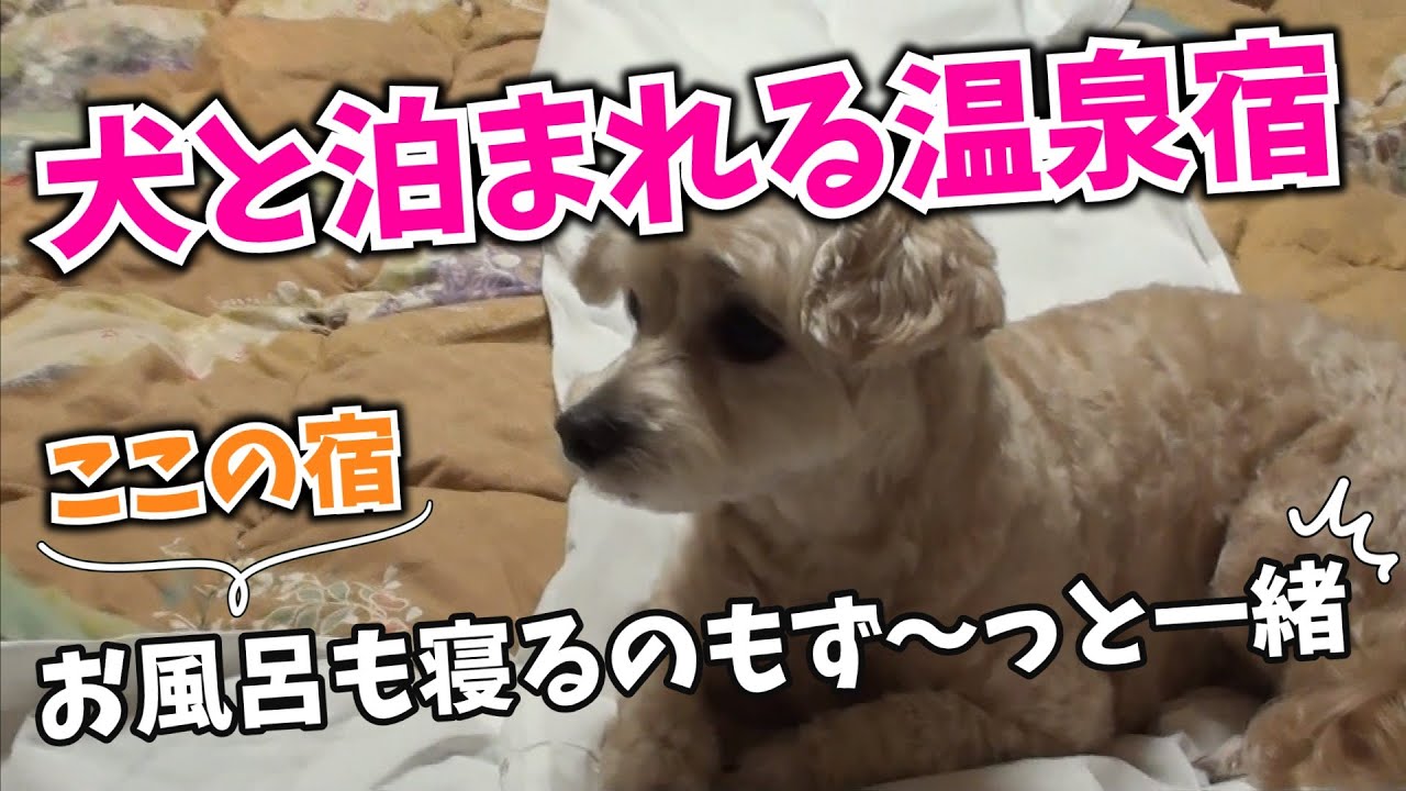 【犬とお泊まり】ペット同室宿泊パイオニアの宿！ 