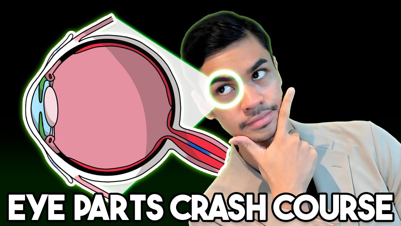 We Summarised Eye Parts For You In 13 Minutes [Mini Crash Course]