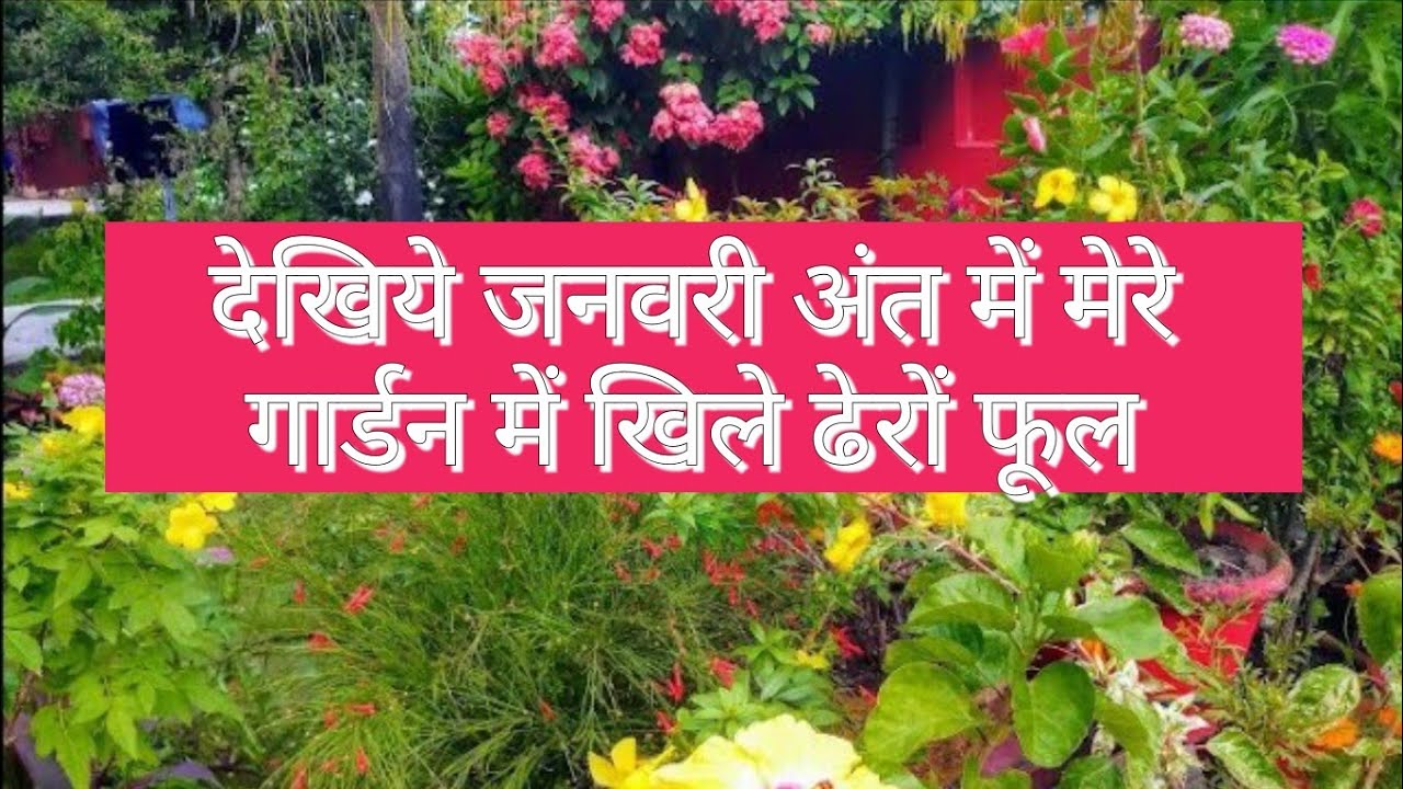 देखिये जनवरी अंत में गार्डन में खिले ढेरों फूल / Beautiful flowers blooming. 