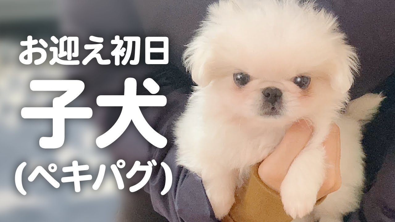 【お迎え初日】ペキニーズとパグのかわいい子犬がやってきた！【生後66日のペキパグ/ミックス犬/pekingese pug puppy】