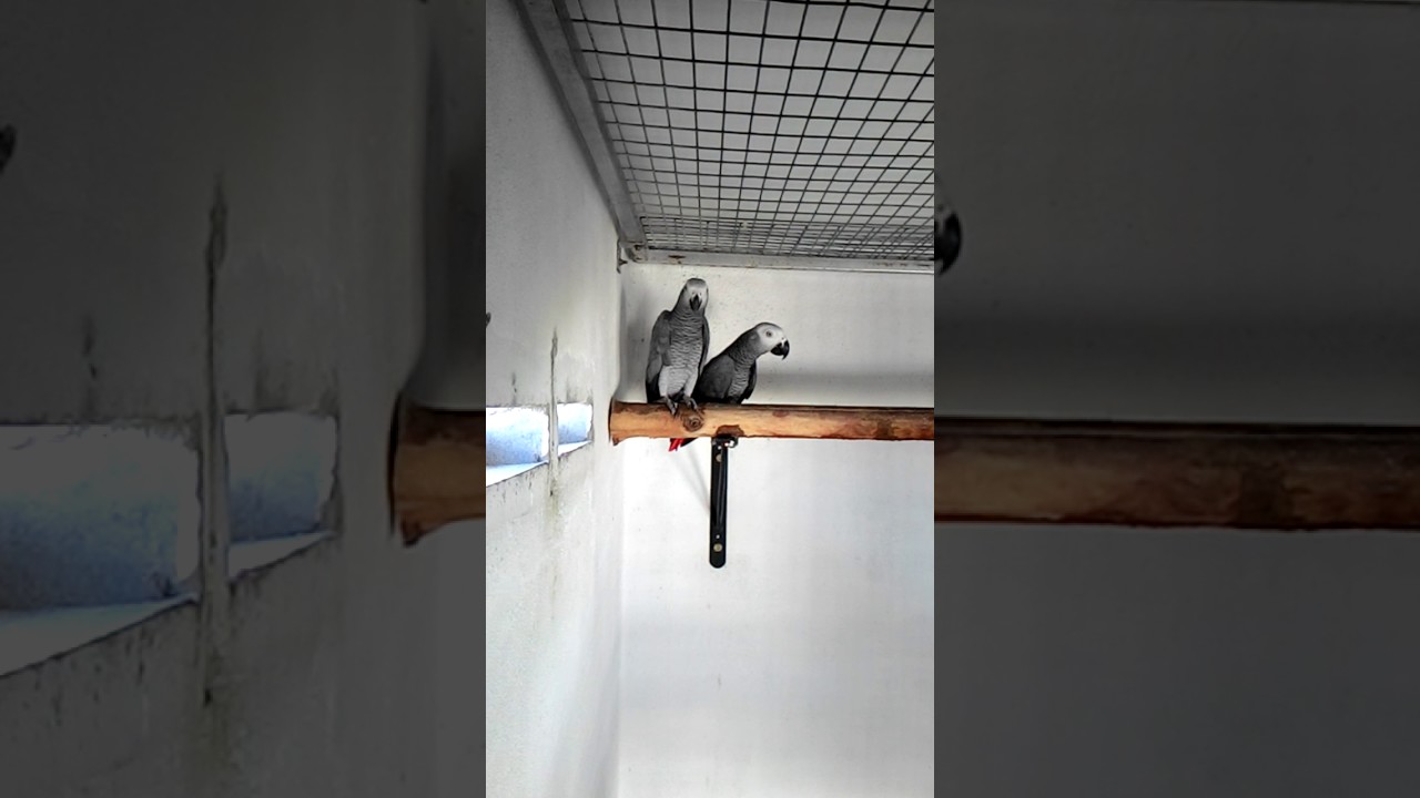 African Grey Breeding Pair (My3sFarm)