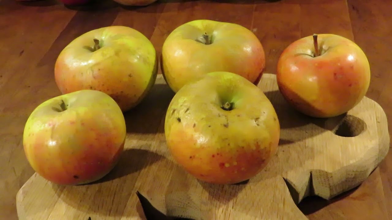 Roxbury Russet: Apple Profile and Taste Test