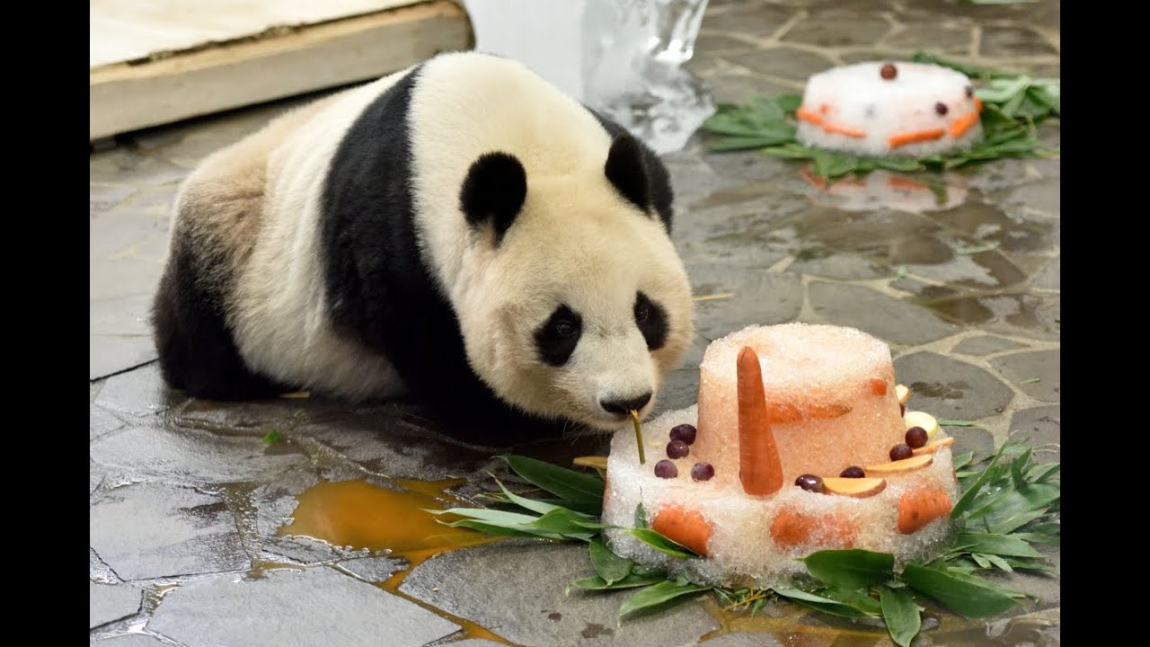 パンダのタンタン☆20歳のバースデーパーティ♪　Giant panda -TanTan- ☆Happy 20th Birthday Party♪