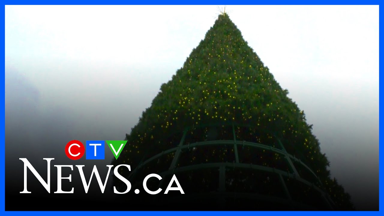 ByWard Market tree claims title of Ottawa's tallest