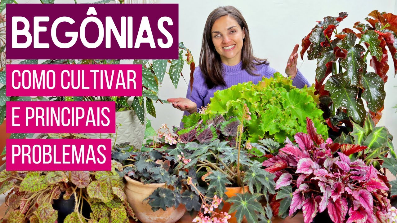 BEGÔNIAS 💚 COMPLICADAS e PERFEITINHAS - APRENDA a CULTIVAR