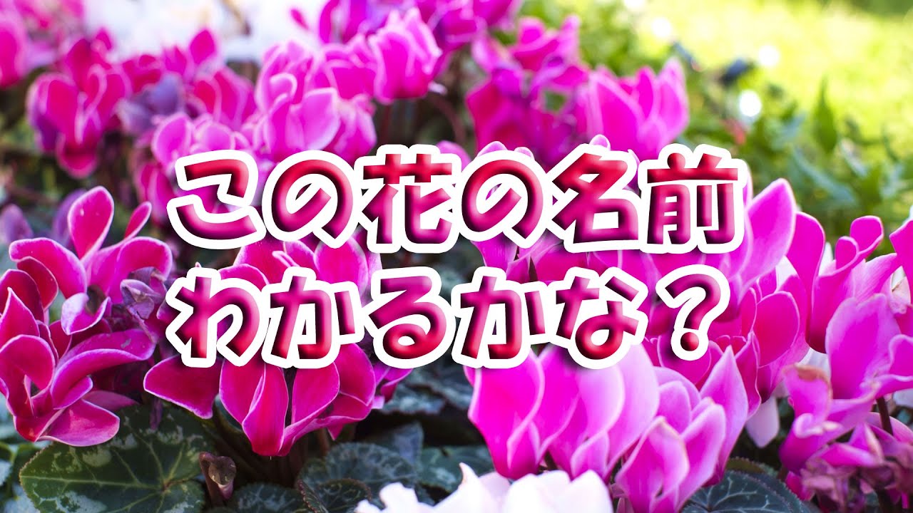 [脳トレ042]　花の名前クイズ　お花博士！？　 [雑学]