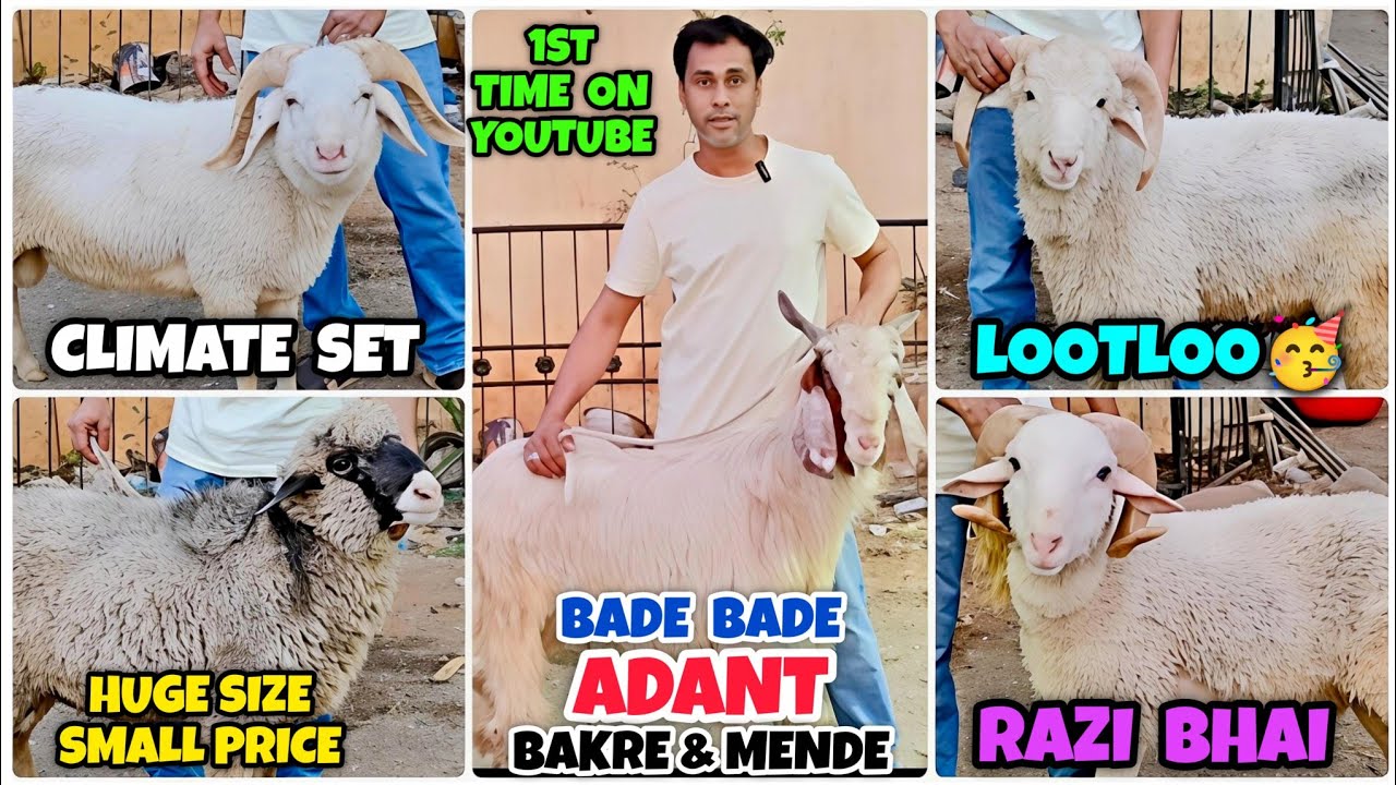 ADANT Big Size KASHMIRI & VILAYATI in Bhiwandi Mumbai | Goat Wholesale Market In India|