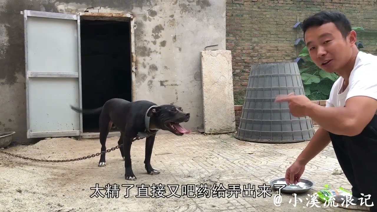 2个月的比特犬如此狂暴，第一次吃驱虫药，小溪都控制不住了