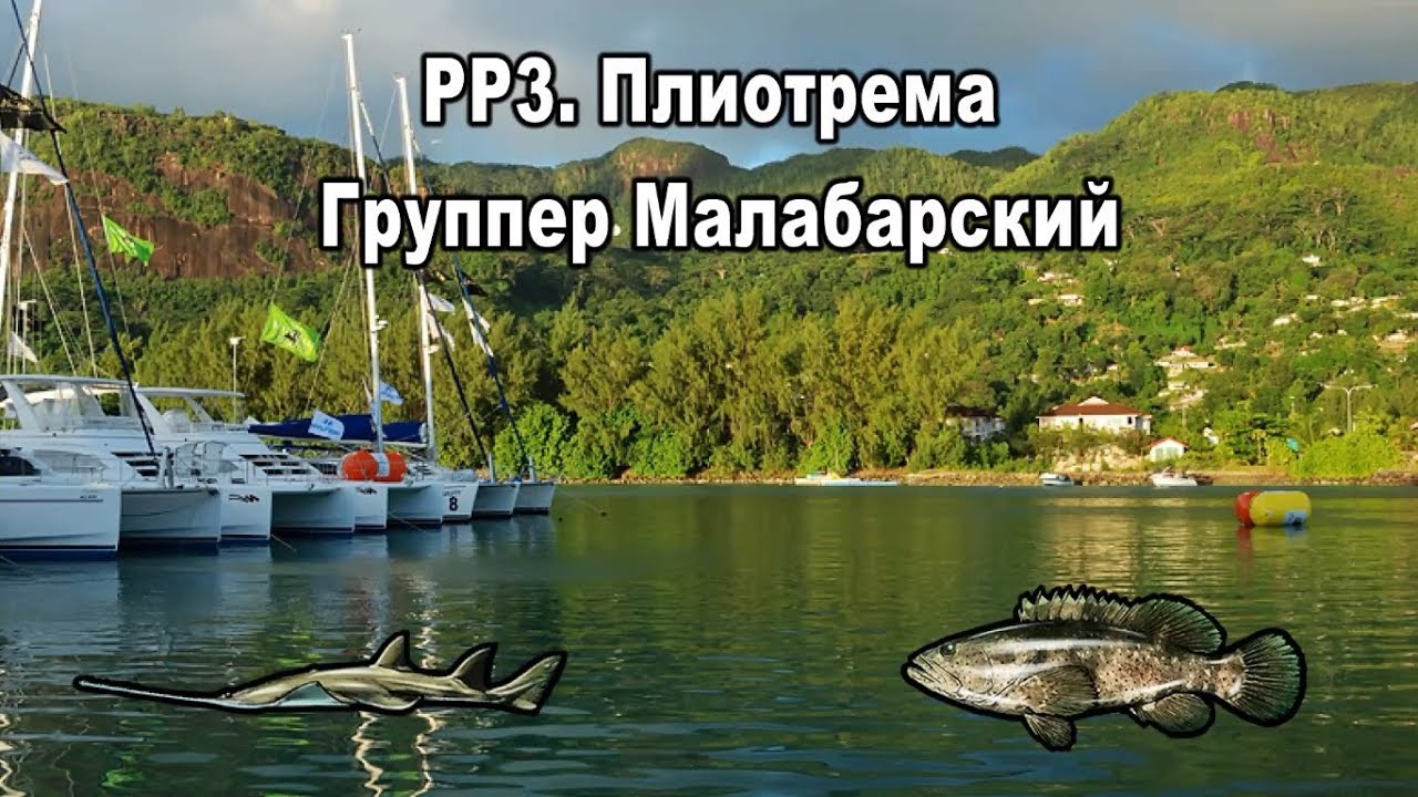 Русская Рыбалка 3. Плиотрема. Группер Малабарский (квест 