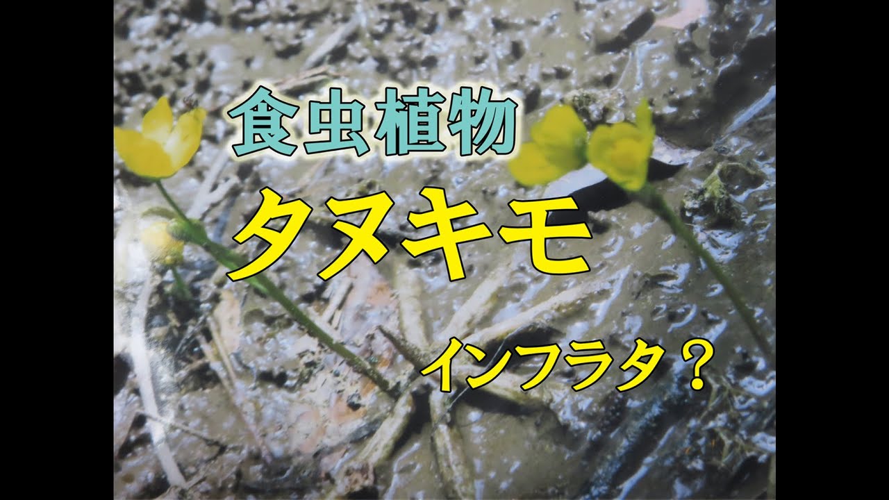 食虫植物、タヌキモ,インフラタ？
