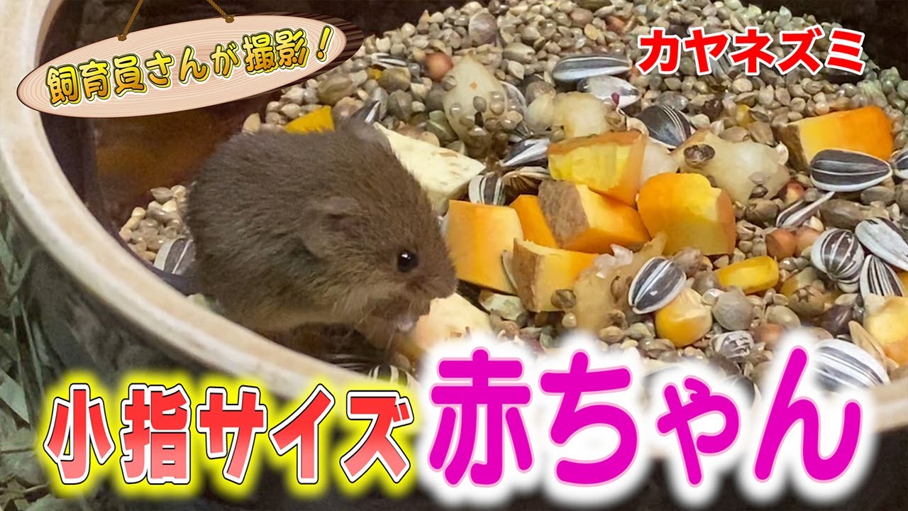 小さくてフワフワなカヤネズミの赤ちゃんがカワイすぎる！
