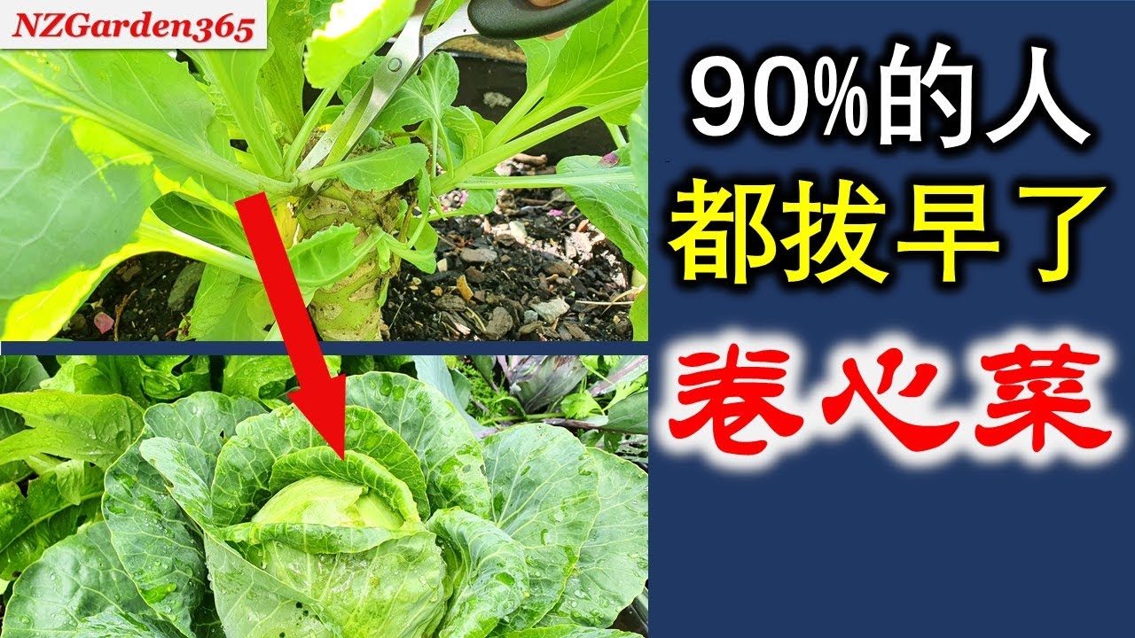 太可惜！卷心菜别直接拔了，这样种【不用育苗】一棵生多棵
