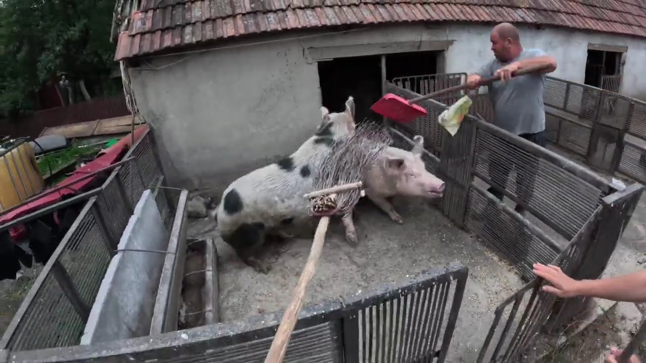 VIATA UNUI TANAR FERMIER EP 01 Batalia porcilor