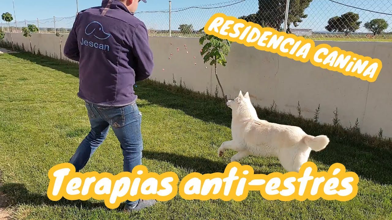 RESIDENCIA CANINA - Terapias anti-estrés - JESCAN