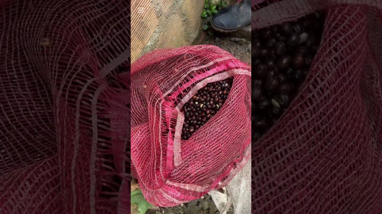 Seme perdió esta cosecha