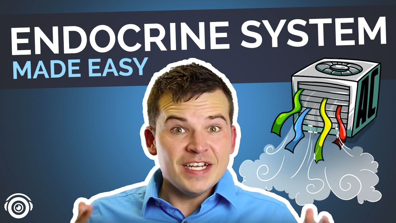 Endocrine System Overview | Nursing Review
