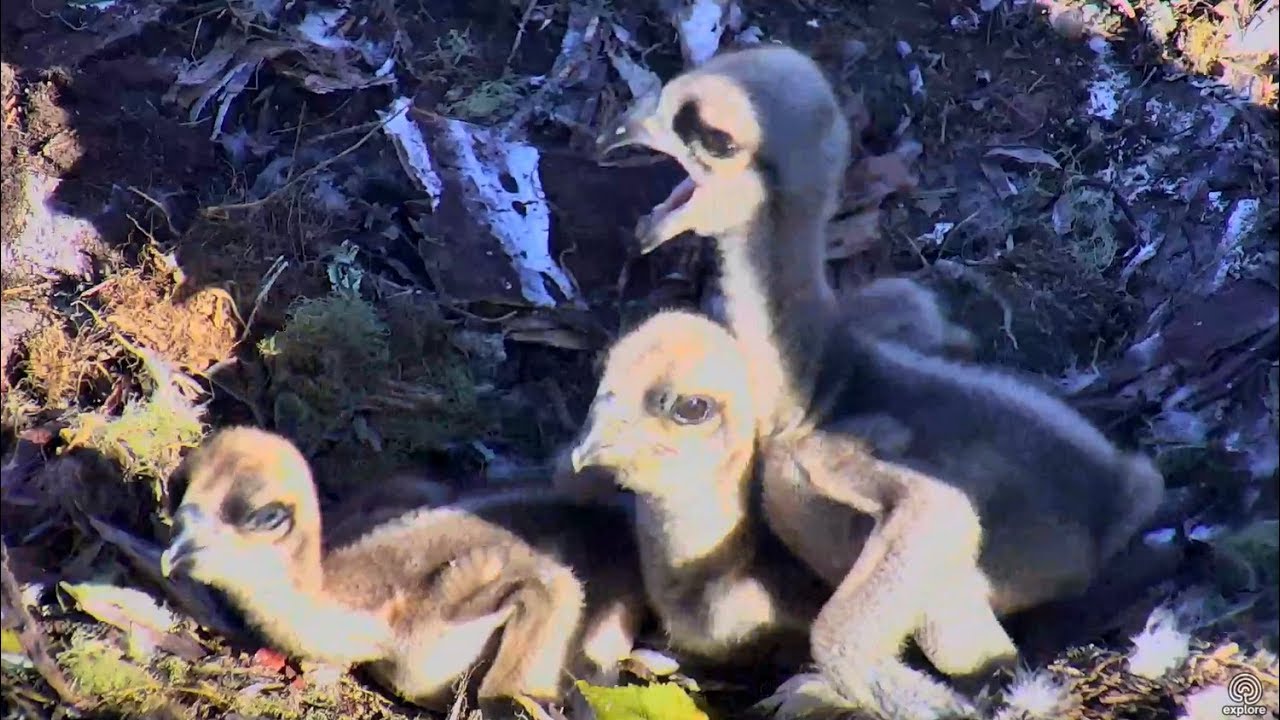 More bonking for Hog Island Ospreys! 07.39 / 10 June 2018