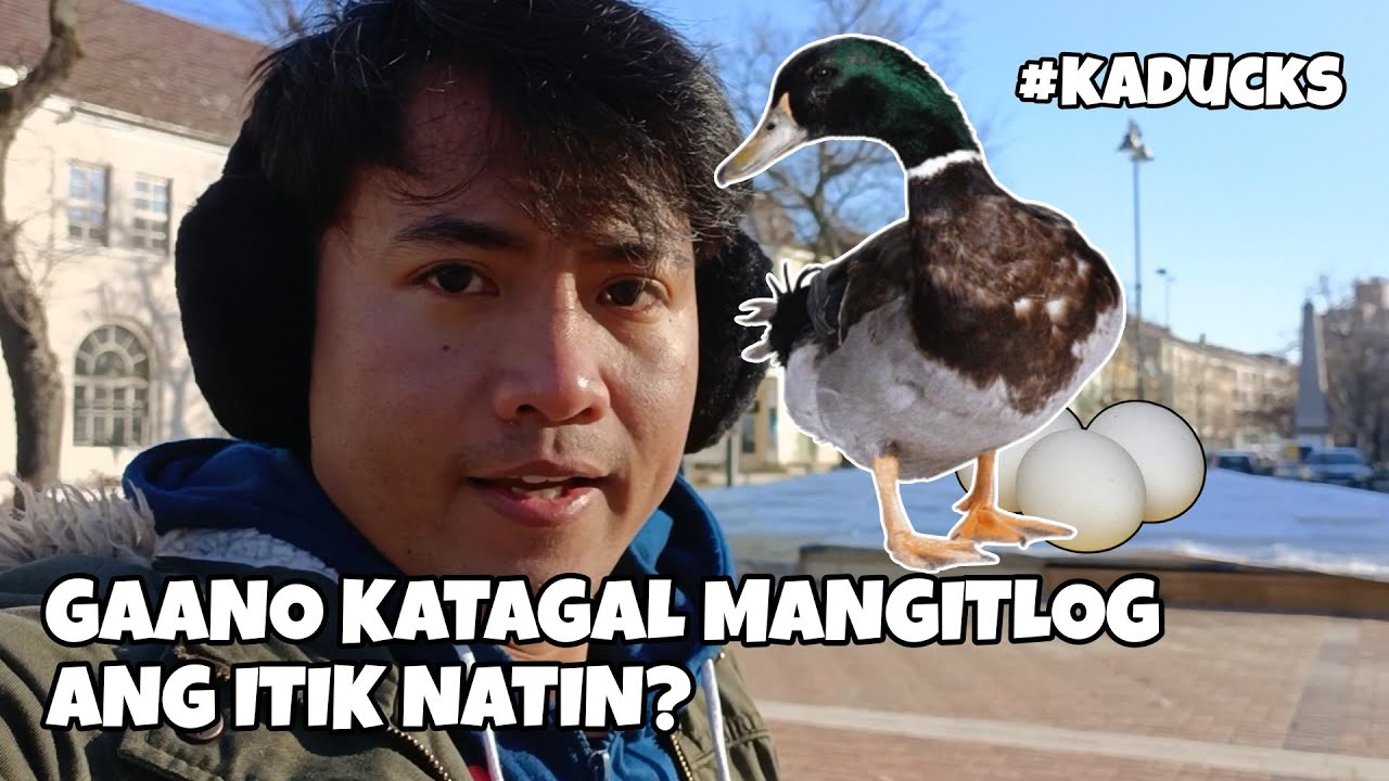 EP123 - GAANO KATAGAL MANGITLOG ANG ITIK