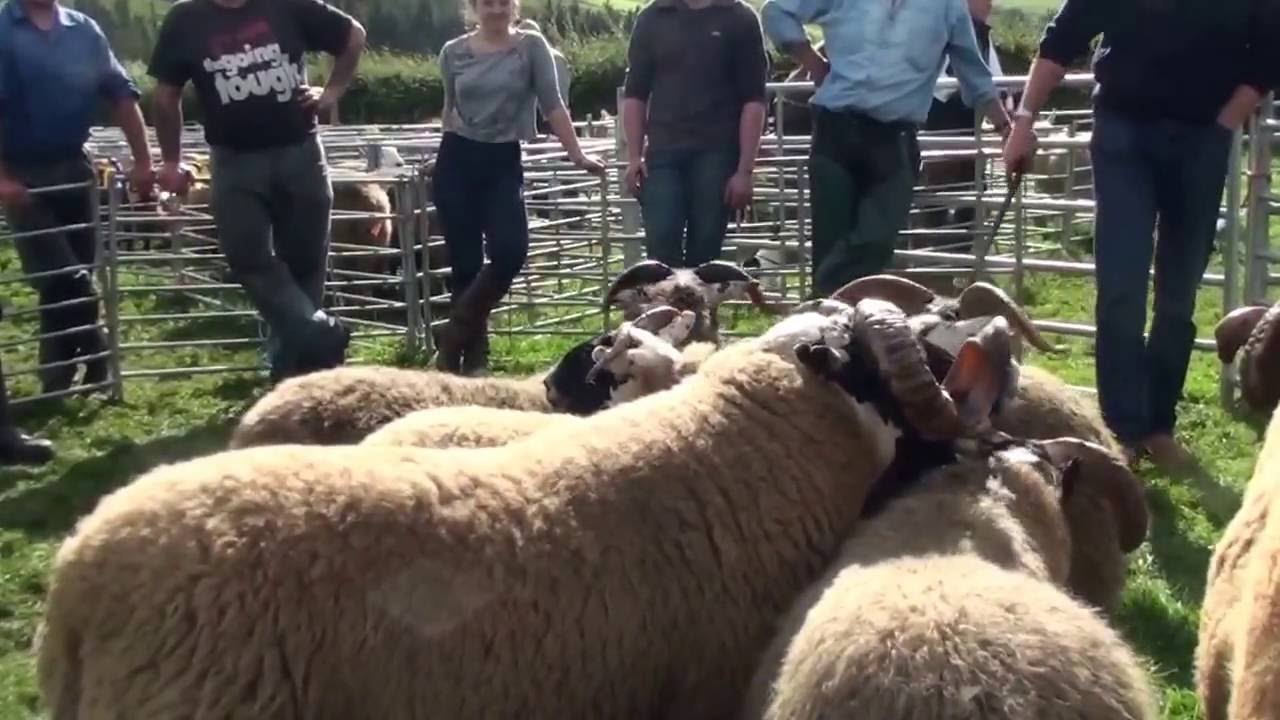 Blackface Champion at Teviothead show