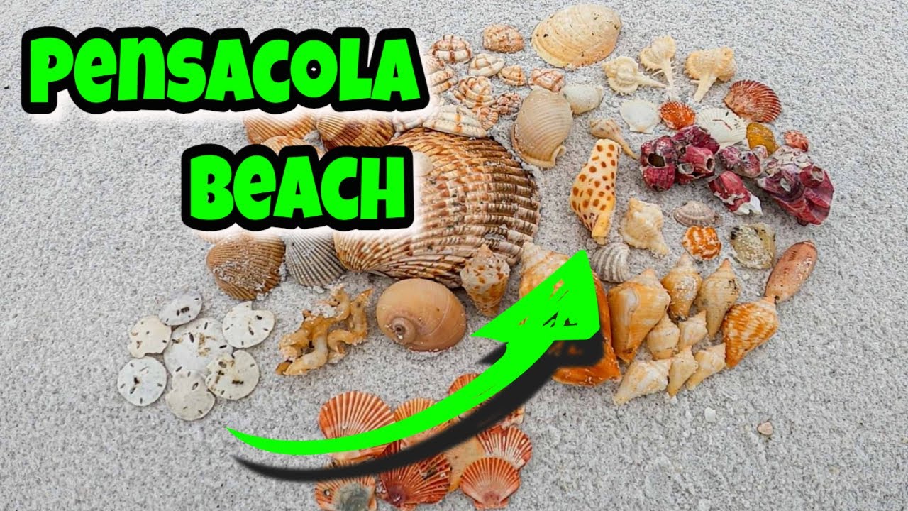 Winter JUNONIA Action on PENSACOLA BEACH, Florida