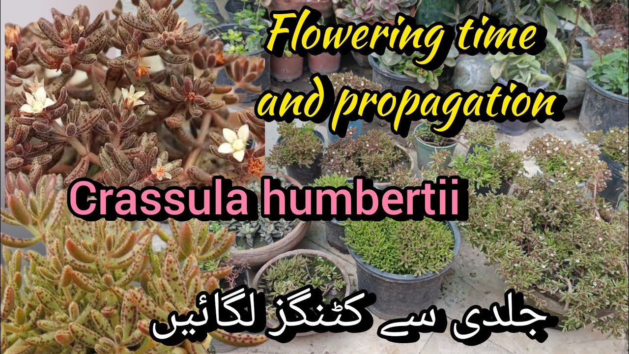 Crassula humbertii flowering time and propagation//  getting free succulents//Bloom with SI 