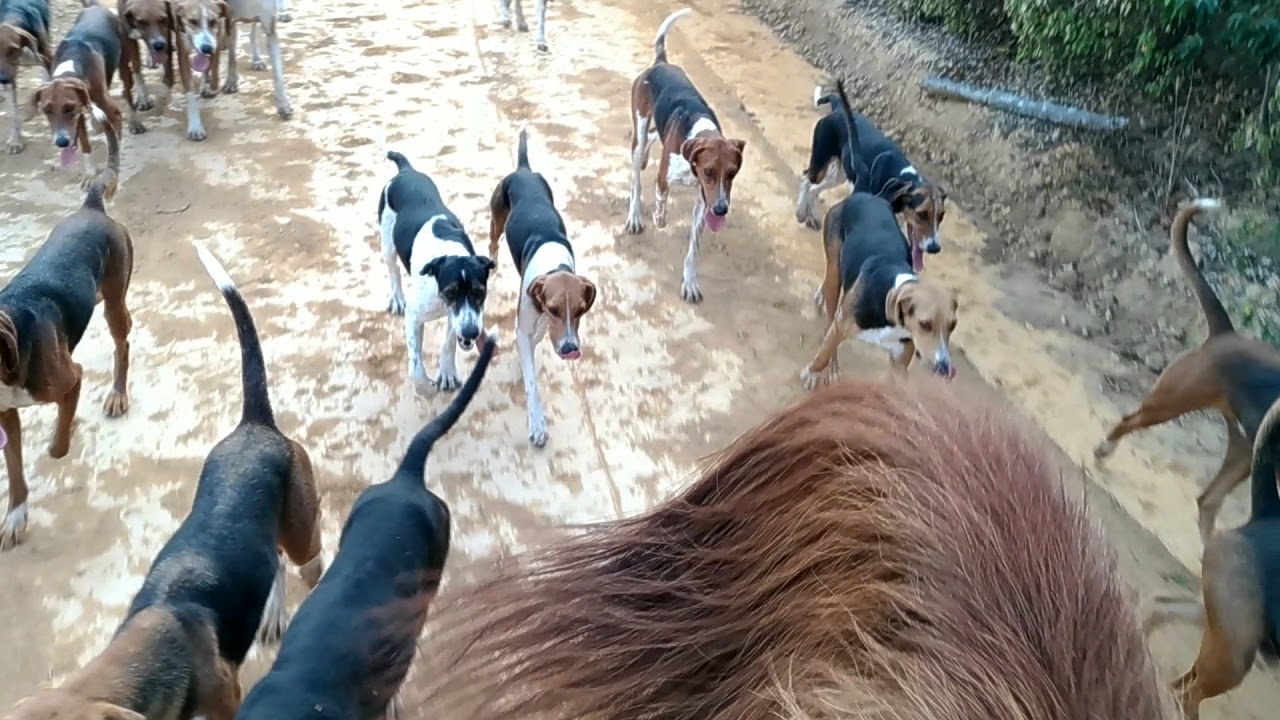 De Volta ao manejo ,Canil Negreiros !!!