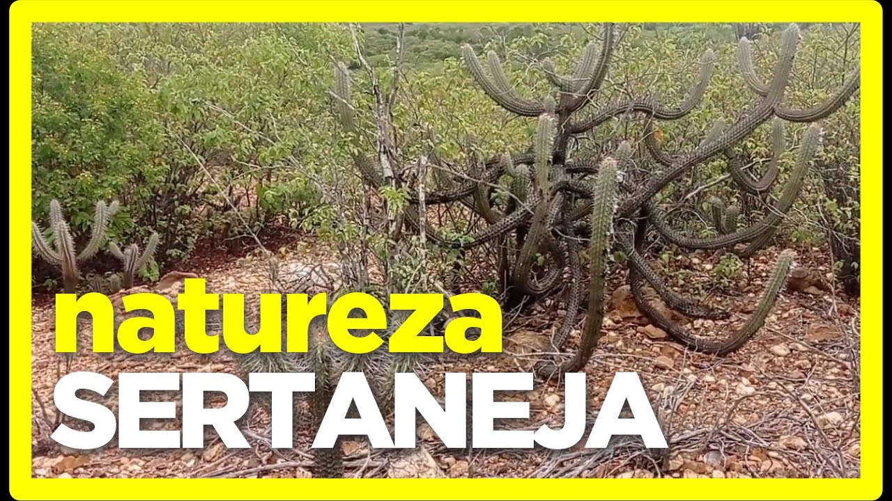 A NATUREZA DO SERT&Atilde;O NORDESTINO