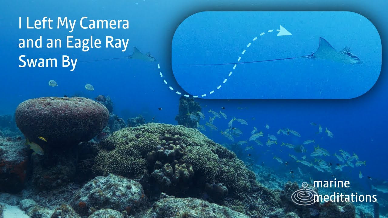 I Left the Camera Here… and This Happened | Marine Meditation at the Reef Drop Off