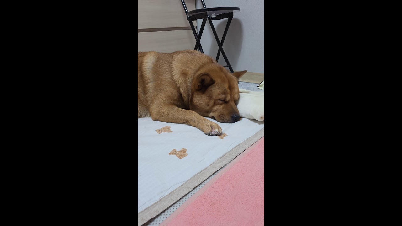 20260223 오전 산책 Morning walk - 따야 Ddaya🥰 #왕크왕귀 #진도믹스 #황구 #시고르자브 #댕댕이 #힐링 #위로 #펫로스 #7080 #무반주노래