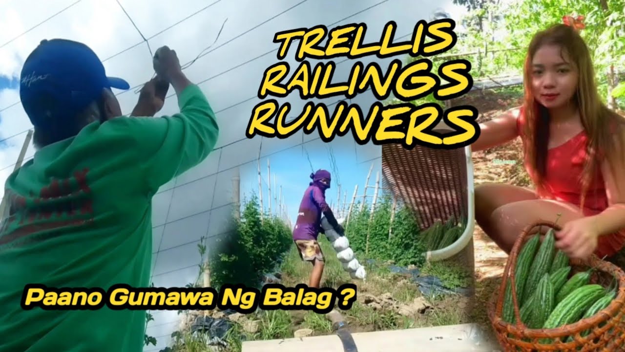#001 PAANO GUMAWA NG BALAG | TRELLIS , RUNNERS , RAILINGS #farmready #eastwestseedsph #leadsagri