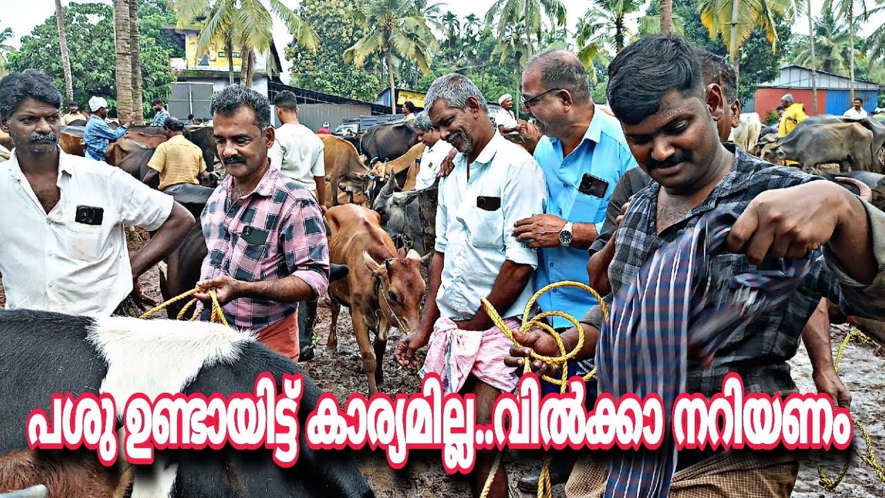 പശുക്കൾ ഉണ്ടായിട്ട് കാര്യമില്ല...വാങ്ങാനും വിൽക്കാനും അറിയണം