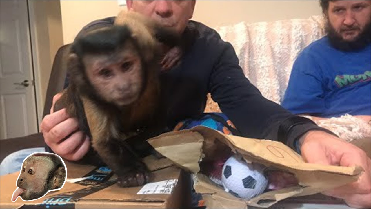 MonkeyBoo mail vlog