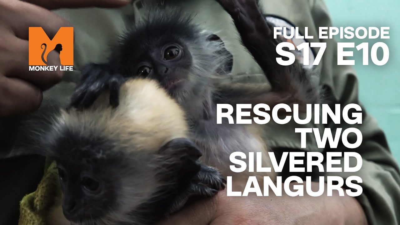 Rescuing Two Baby Langurs | Season 17 Episode 10 | Full Episode | Monkey Life