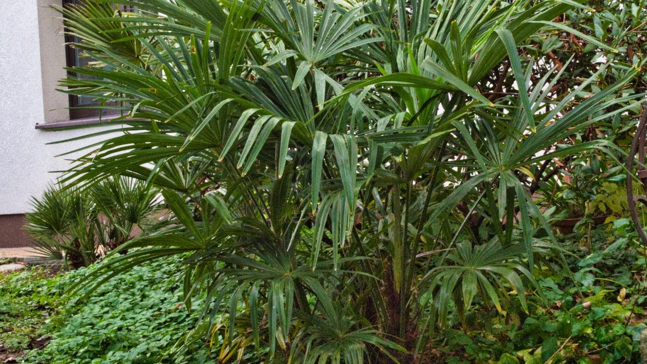 Trachycarpus fortunei ‚Tesan’